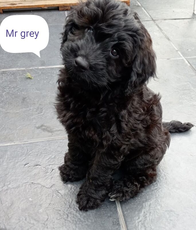 Cockapoo puppies for sale in Wakefield, West Yorkshire – 1 week old - Image 2 of 13