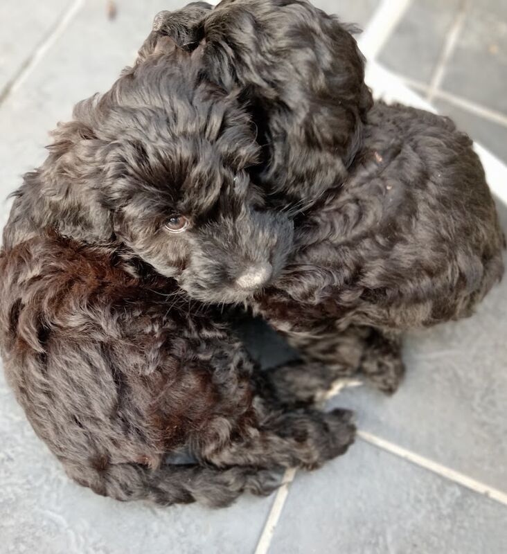 Cockapoo puppies for sale in Wakefield, West Yorkshire – 1 week old - Image 3 of 13