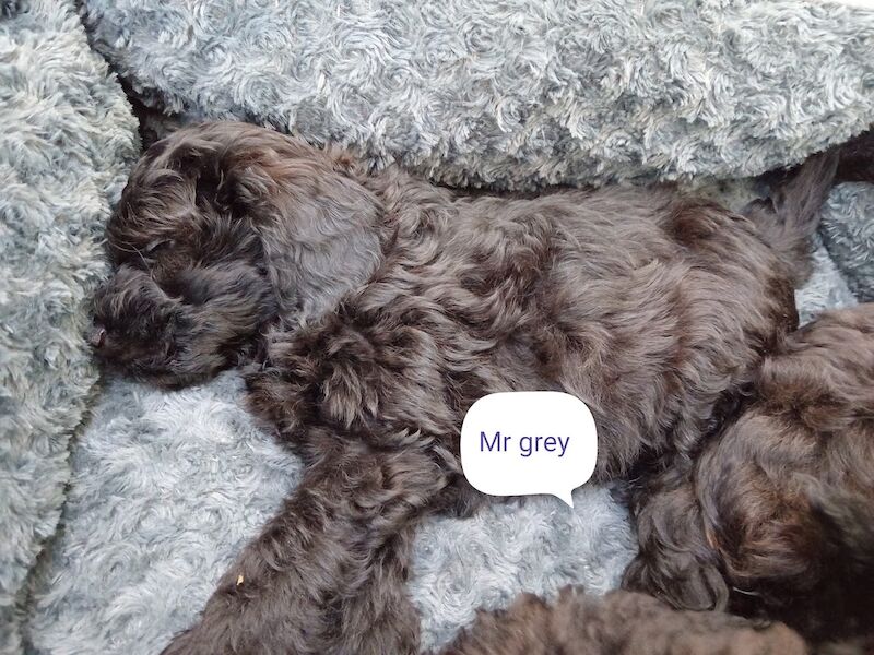 Cockapoo puppies for sale in Wakefield, West Yorkshire – 1 week old - Image 5 of 13