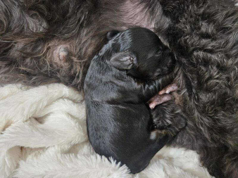 Cockapoo puppies for sale in Wakefield, West Yorkshire – 1 week old - Image 10 of 13