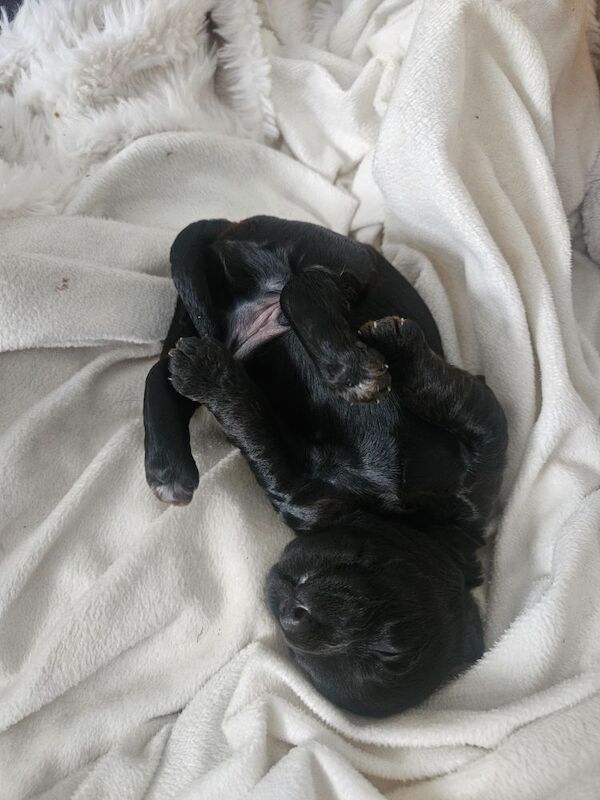 Cockapoo puppies for sale in Wakefield, West Yorkshire – 1 week old - Image 11 of 13