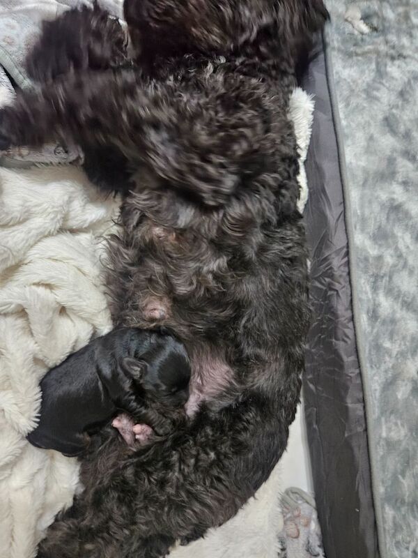 Cockapoo puppies for sale in Wakefield, West Yorkshire – 1 week old - Image 12 of 13
