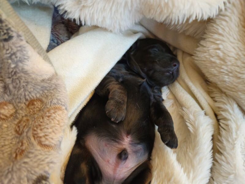 Cockapoo puppies for sale in Wakefield, West Yorkshire – 1 week old - Image 13 of 13
