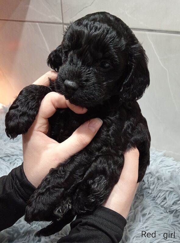 Cockapoo puppies for sale in Wakefield, West Yorkshire – 1 week old - Image 8 of 13