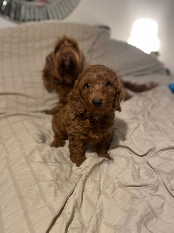 F1B Cockapoo puppy