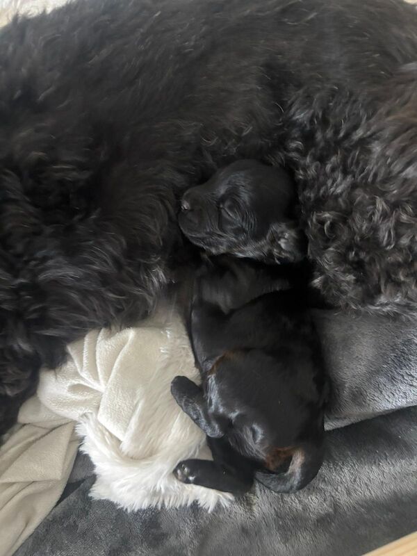 Cockapoo puppies for sale in Wakefield, West Yorkshire – 3 weeks old - Image 5 of 12