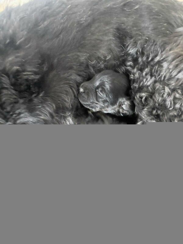 Cockapoo puppies for sale in Wakefield, West Yorkshire – 3 weeks old - Image 6 of 12