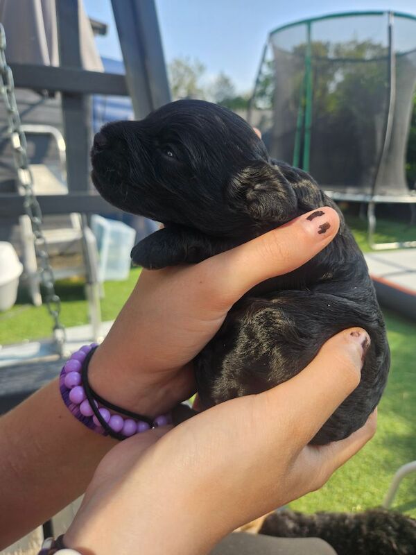 Cockapoo puppies for sale in Wakefield, West Yorkshire – 3 weeks old - Image 7 of 12