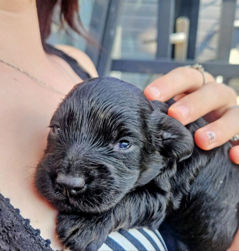 Cockapoo puppies for sale in Wakefield, West Yorkshire – 3 weeks old - Image 8 of 12