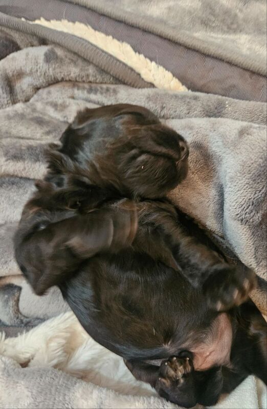 Cockapoo puppies for sale in Wakefield, West Yorkshire – 3 weeks old - Image 9 of 12