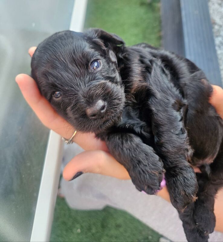 Cockapoo puppies for sale in Wakefield, West Yorkshire – 3 weeks old - Image 10 of 12