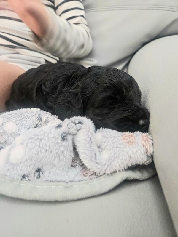 Cockapoo puppies for sale in Wakefield, West Yorkshire – 3 weeks old - Image 11 of 12