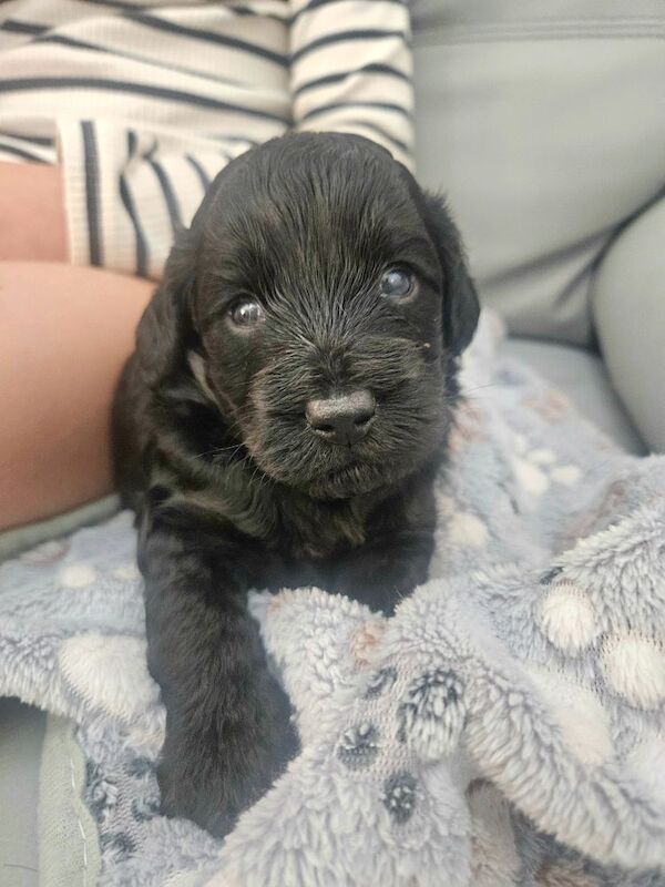 Cockapoo puppies for sale in Wakefield, West Yorkshire – 3 weeks old - Image 12 of 12