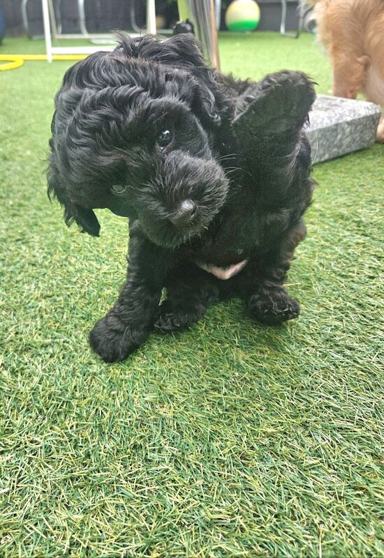 Cockapoo puppies for sale in Wakefield, West Yorkshire – 4 months old - Image 5 of 6