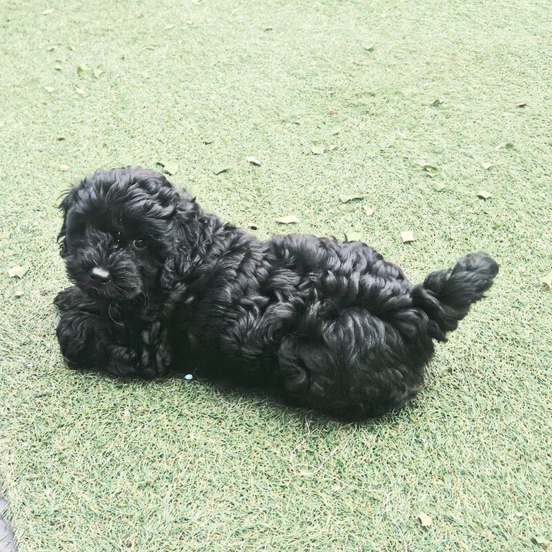 Cockapoo puppies for sale in Wakefield, West Yorkshire – 4 months old - Image 6 of 6