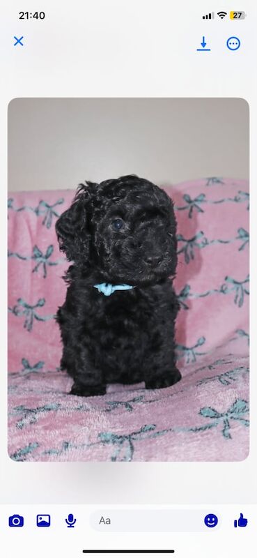 Cockapoo puppies for sale in Bishop Auckland, Durham – 8 weeks old
