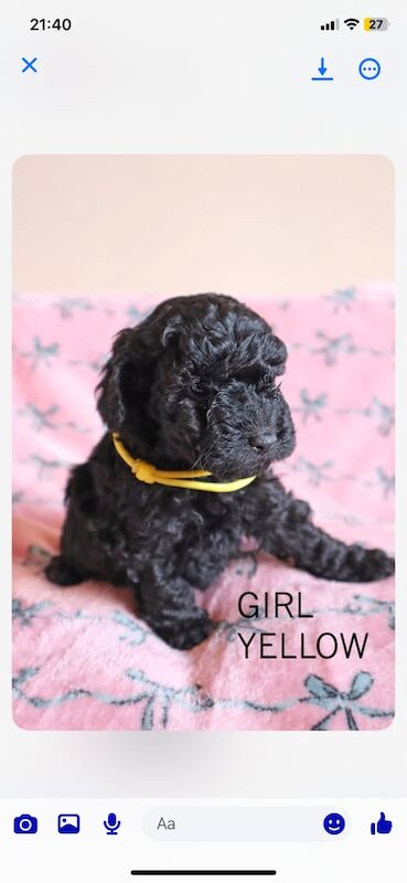 Cockapoo puppies for sale in Bishop Auckland, Durham – 8 weeks old - Image 2 of 3