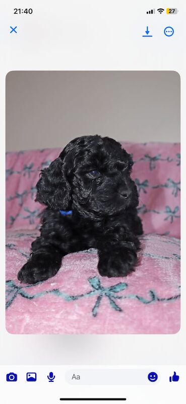 Cockapoo puppies for sale in Bishop Auckland, Durham – 8 weeks old - Image 3 of 3