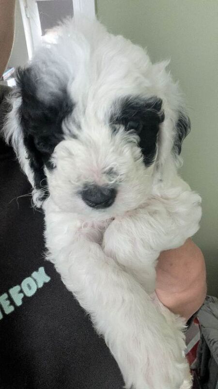 F1B cockapoo pups - Image 2 of 3