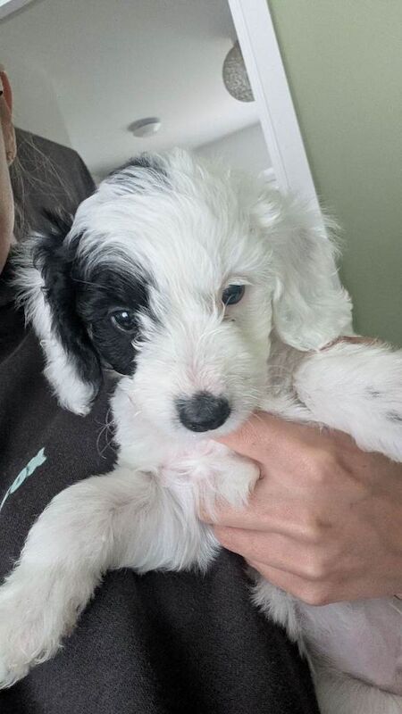 F1B cockapoo pups - Image 3 of 3