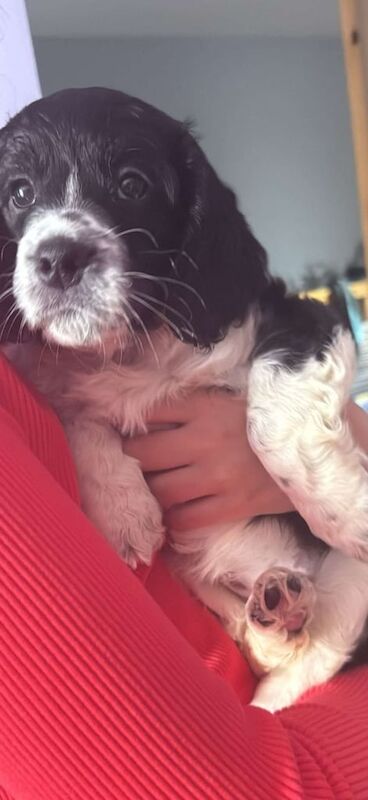 Cockapoo puppies for sale in Highland Boath, Nairn – 11 weeks old