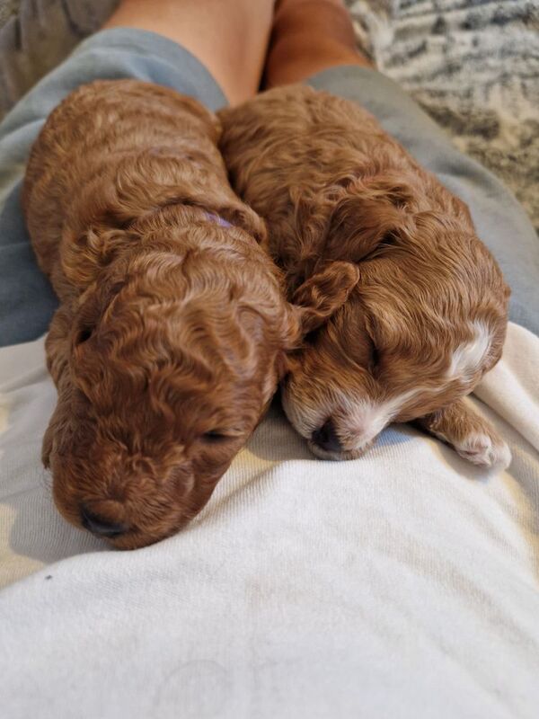 F1b cockapoos for sale in West Malling, Kent