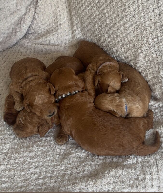 Cockapoo puppies for sale in Norwich, Norfolk – 2 weeks old