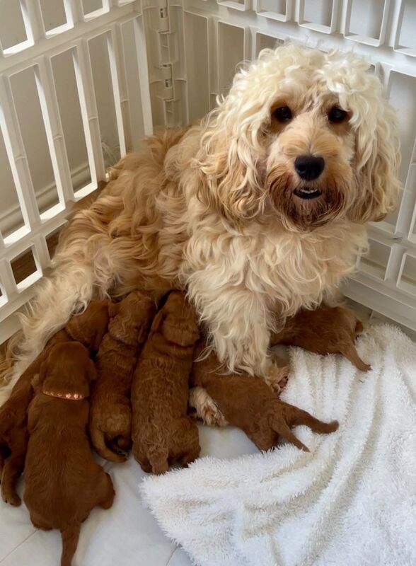 Cockapoo puppies for sale in Norwich, Norfolk – 2 weeks old - Image 3 of 10