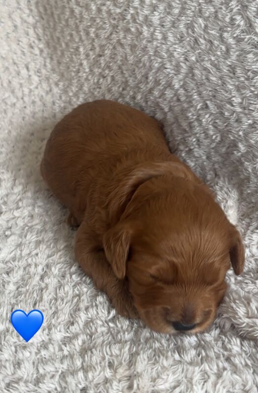 Cockapoo puppies for sale in Norwich, Norfolk – 2 weeks old - Image 4 of 10