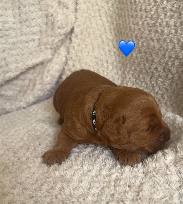 Cockapoo puppies for sale in Norwich, Norfolk – 2 weeks old - Image 5 of 10
