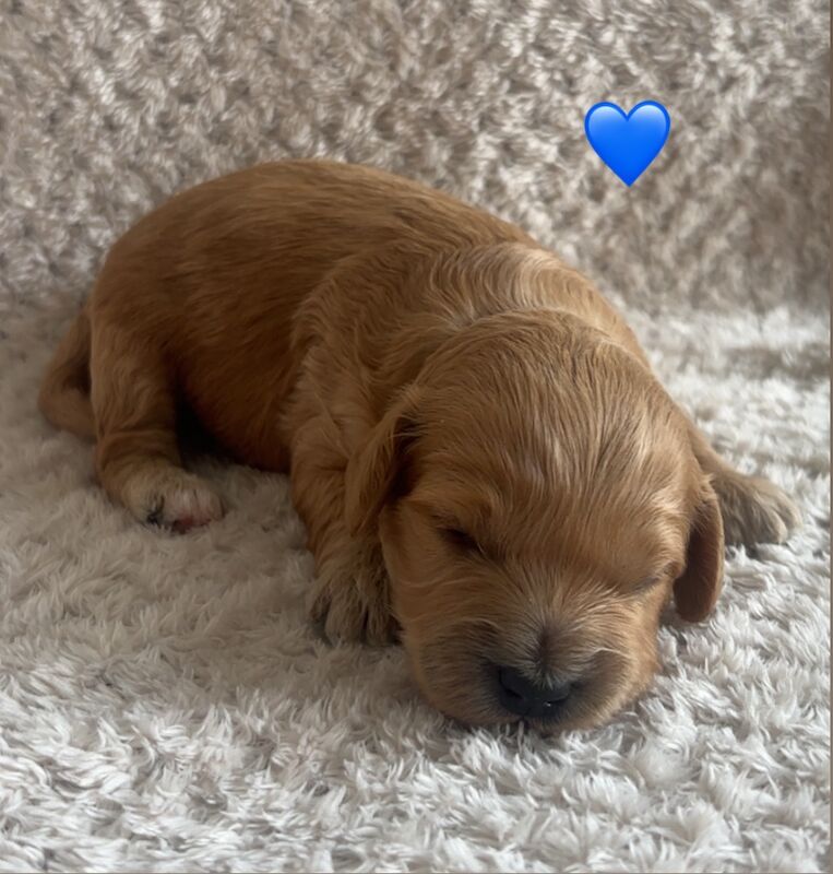 Cockapoo puppies for sale in Norwich, Norfolk – 2 weeks old - Image 6 of 10
