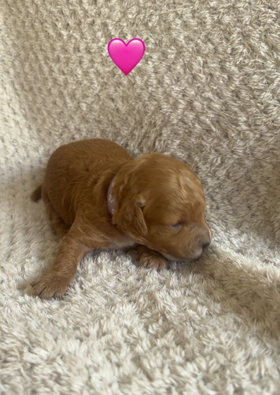 Cockapoo puppies for sale in Norwich, Norfolk – 2 weeks old - Image 7 of 10