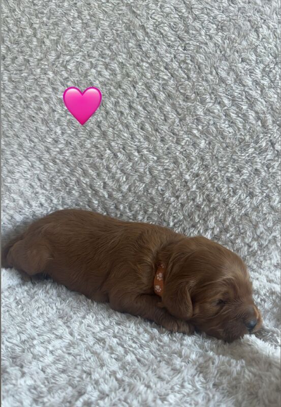 Cockapoo puppies for sale in Norwich, Norfolk – 2 weeks old - Image 8 of 10