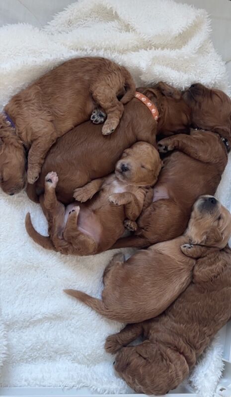 Cockapoo puppies for sale in Norwich, Norfolk – 2 weeks old - Image 9 of 10