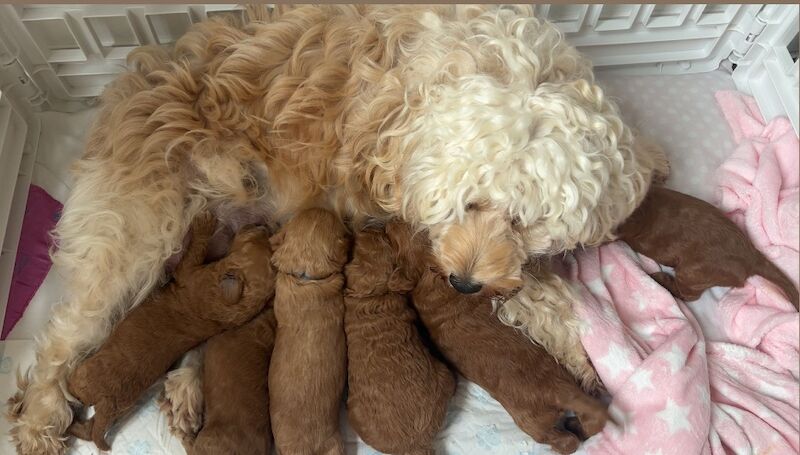 Cockapoo puppies for sale in Norwich, Norfolk – 3 weeks old