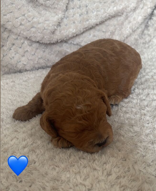 Cockapoo puppies for sale in Norwich, Norfolk – 3 weeks old - Image 3 of 9