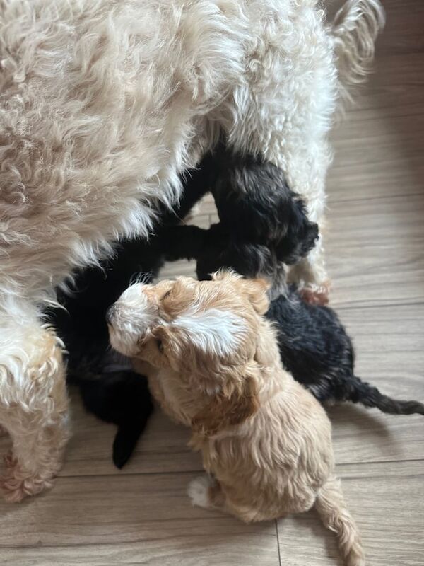 Cockapoo puppies for sale in Crook, Durham – 7 months old - Image 2 of 3