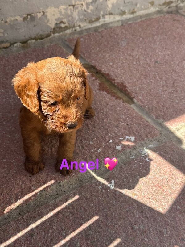 Cockapoo puppies for sale in Crook, Durham – 7 months old - Image 3 of 3