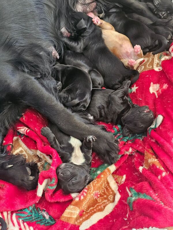 Cockapoo puppies for sale in Galston, Ayrshire and Arran – 4 weeks old