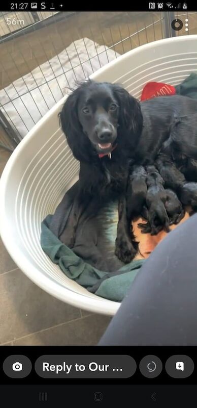 Cockapoo puppies for sale in Galston, Ayrshire and Arran – 4 weeks old - Image 3 of 3