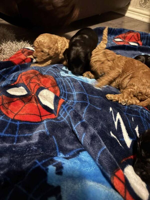 Cockapoo puppies for sale in Lincoln, Lincolnshire – 4 months old - Image 2 of 6