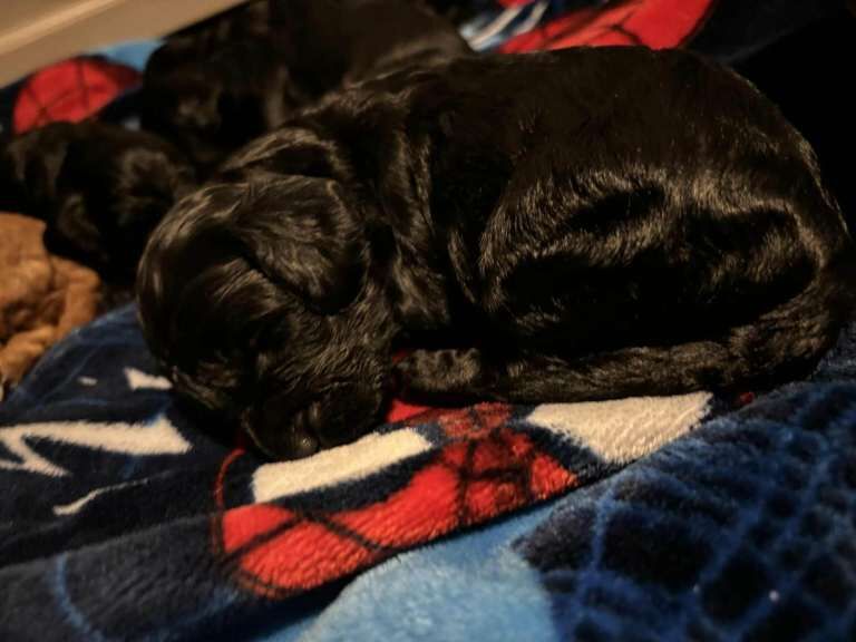 Cockapoo puppies for sale in Lincoln, Lincolnshire – 4 months old - Image 3 of 6