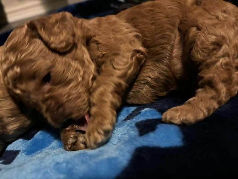 Cockapoo puppies for sale in Lincoln, Lincolnshire – 4 months old - Image 4 of 6
