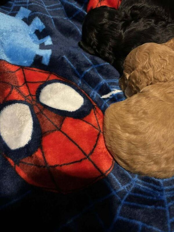 Cockapoo puppies for sale in Lincoln, Lincolnshire – 4 months old - Image 5 of 6