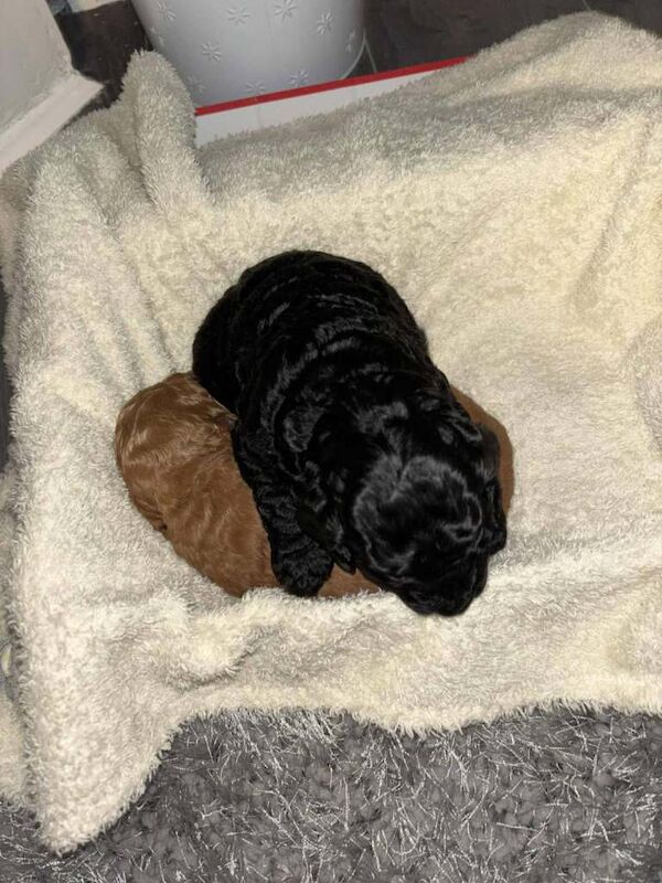 Cockapoo puppies for sale in Lincoln, Lincolnshire – 4 months old - Image 6 of 6