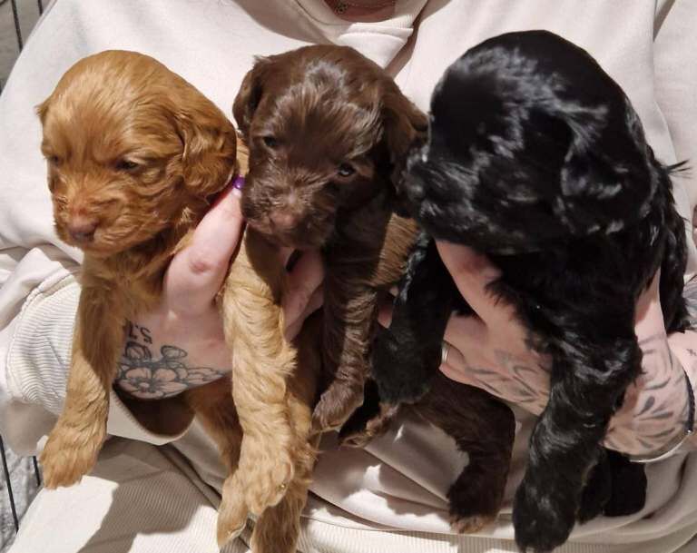 Cockapoo puppies for sale in Hetton-le-Hole, Tyne And Wear – 4 weeks old