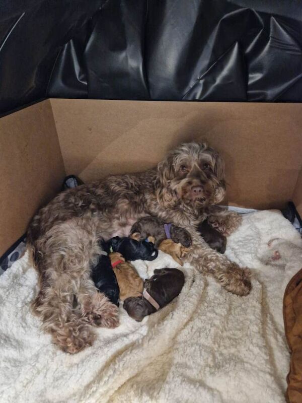 F1b cockapoos - Image 2 of 3