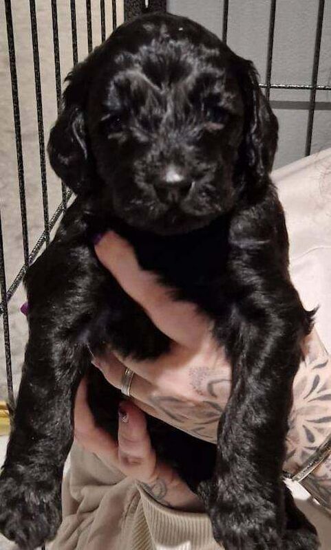F1b cockapoos - Image 3 of 3