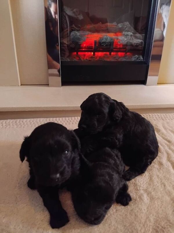 Cockapoo Puppies For Sale
