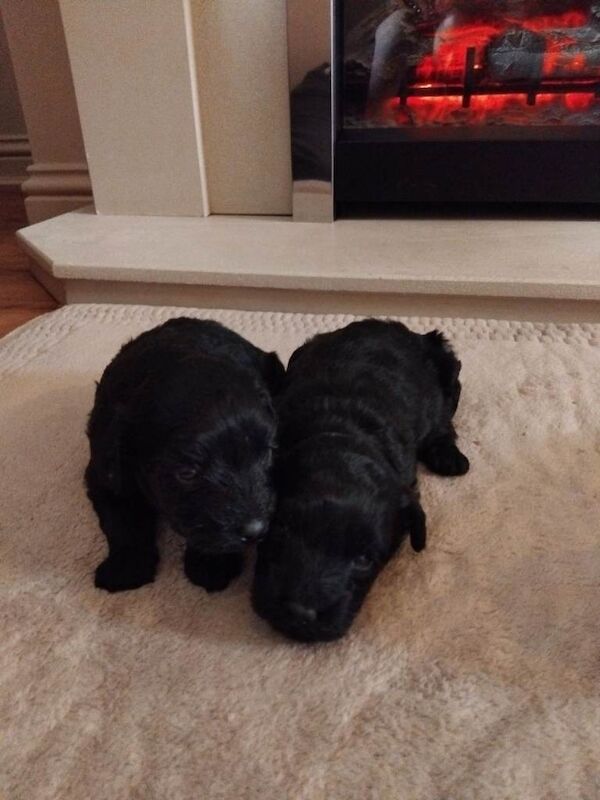 F1b cockapoos - Image 3 of 5